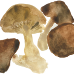 mushrooms sm